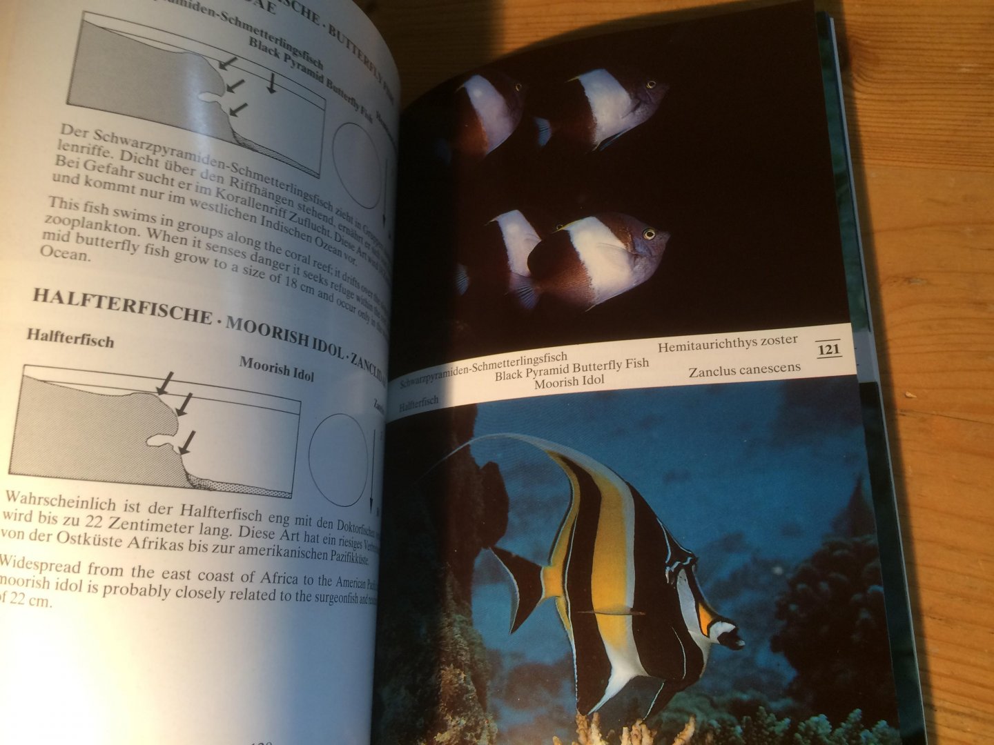 Nahke, Peter & Peter Wirtz - Underwater Guide Maldives - Fish