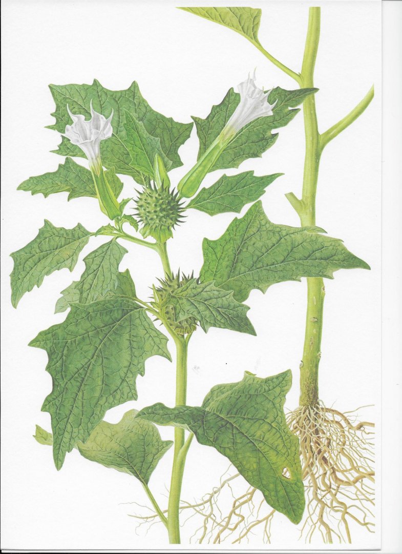 Häfliger, Ernst en Josef Brun-Hool - Weed Tables. Wild Flora in Agricultural Crops