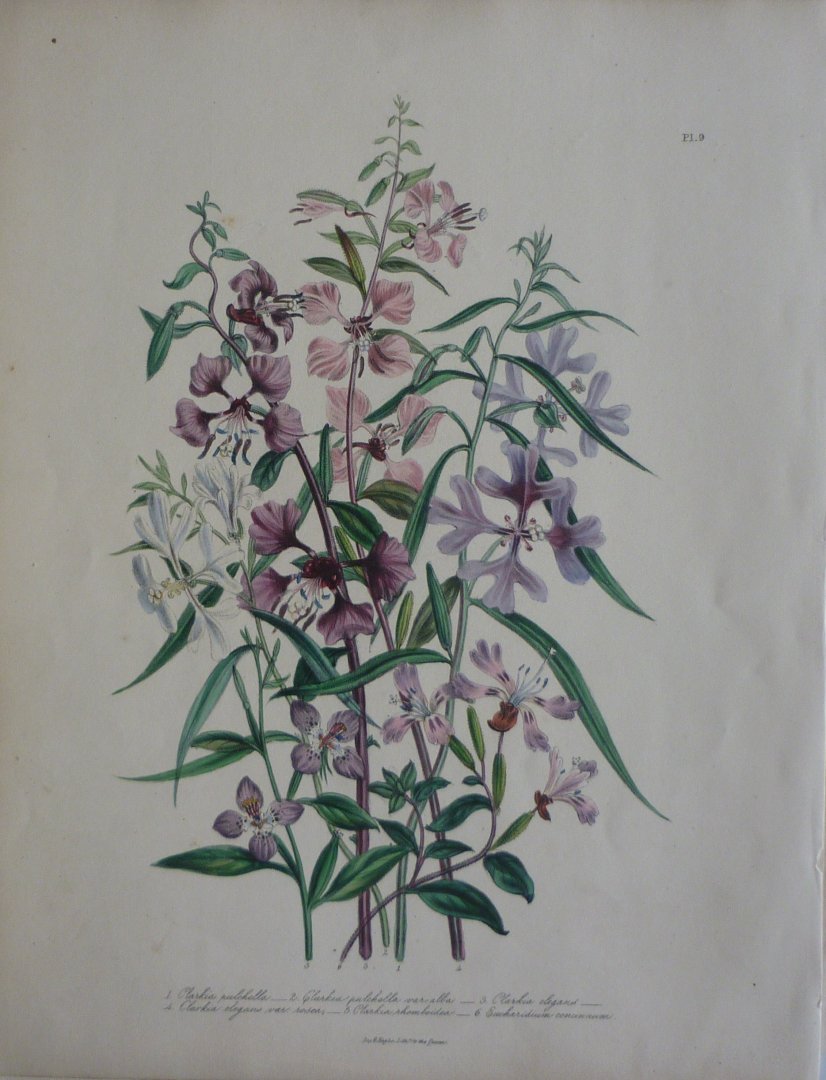 Loudon, Jane Webb - The Ladies' Flower Garden Originele litho Pl 9