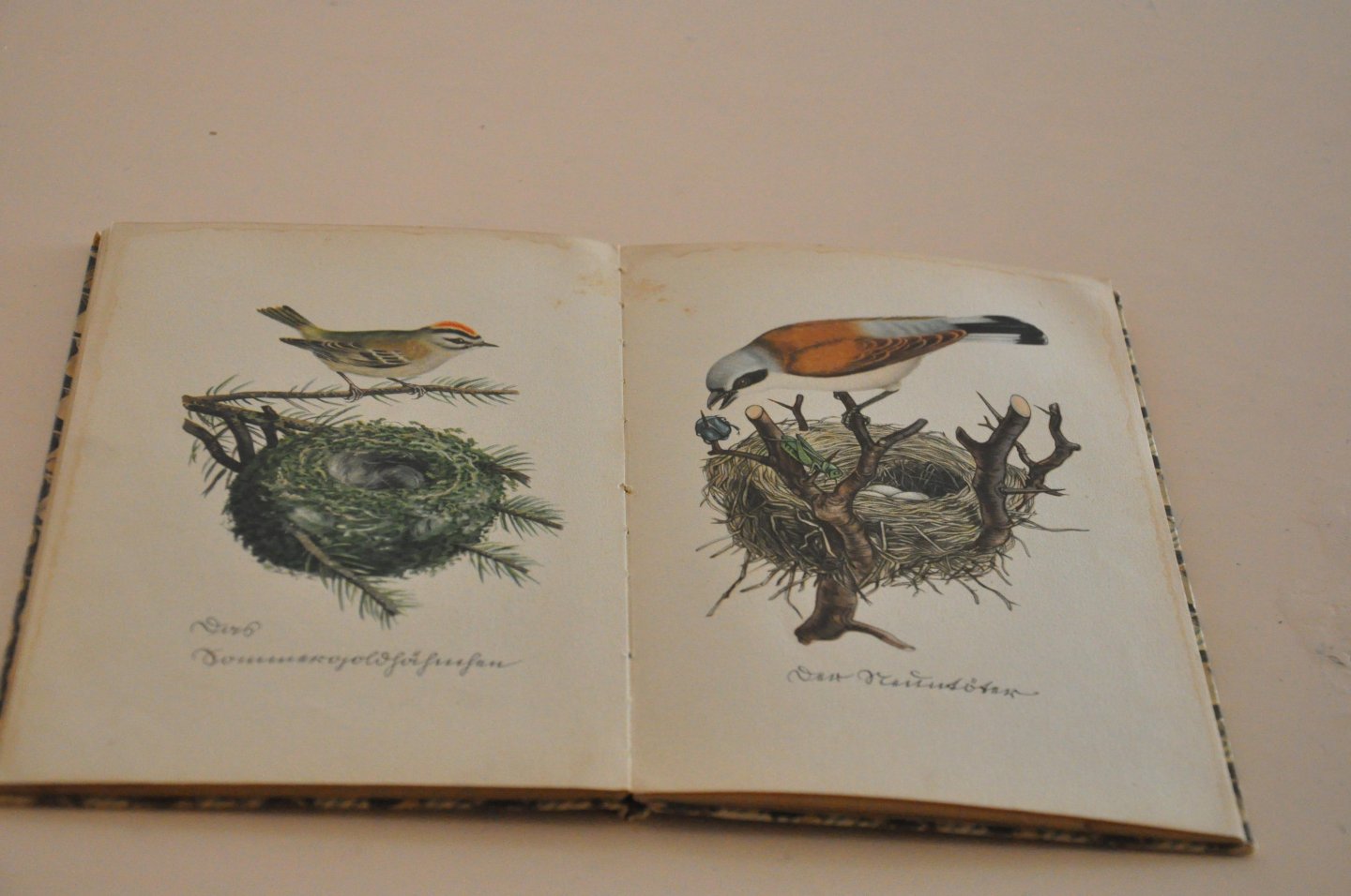 Kredel, Fritz - Das kleine Buch der Vögel und Nester