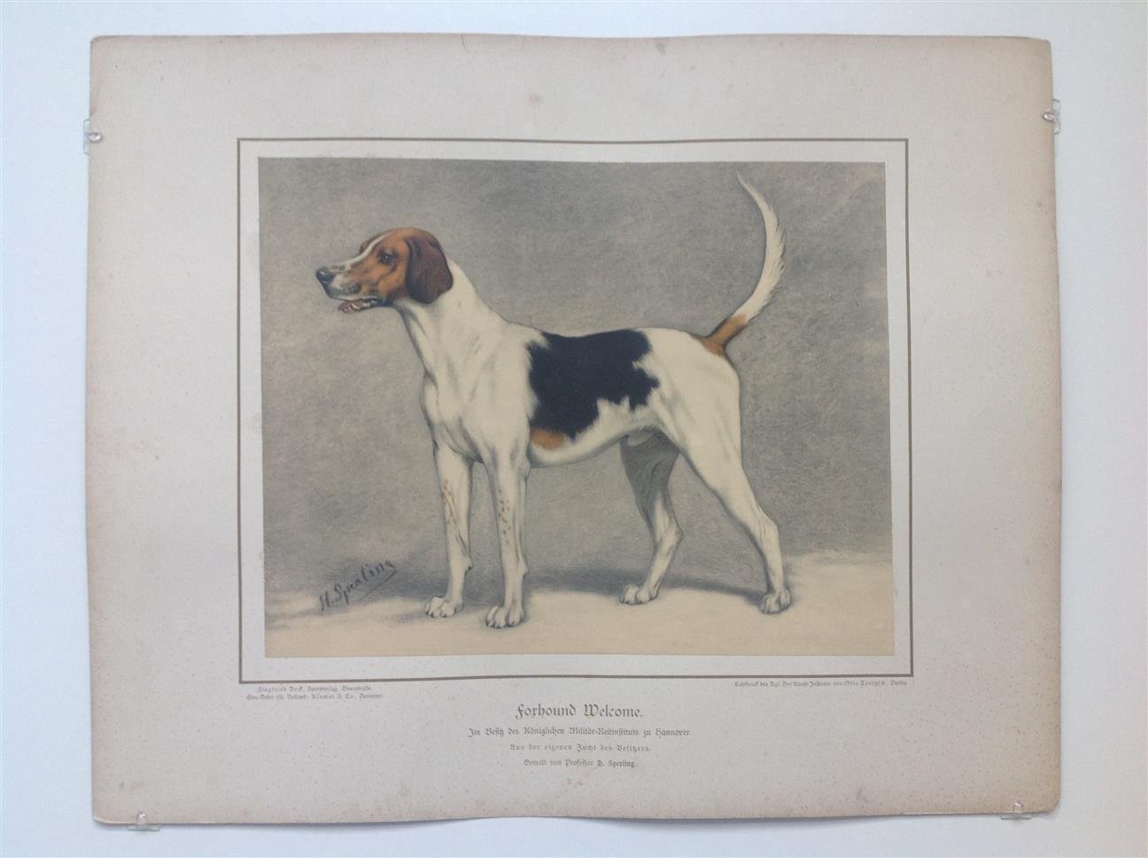 H. Sperling - lithograaf : Wilhelm Greve - (DECORATIEVE PRENT,  LITHO - DECORATIVE PRINT, LITHOGRAPH -) Rashond -  Engelse Foxhound / Foxhound Dog