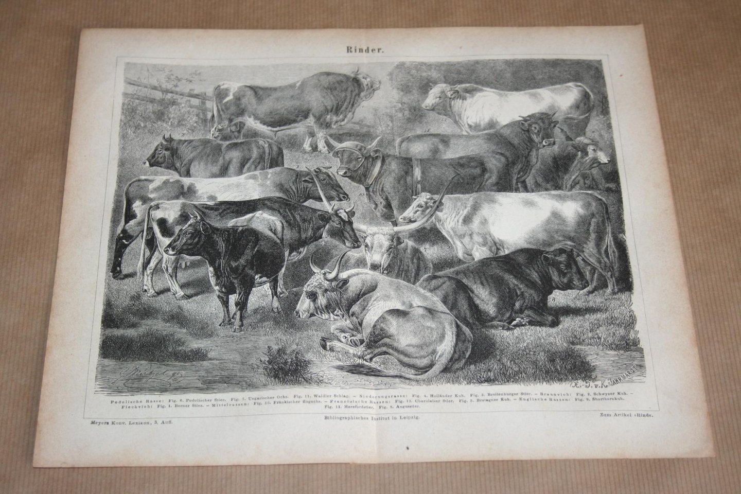  - Antieke prent - Runderen (diverse rassen) - Circa 1875