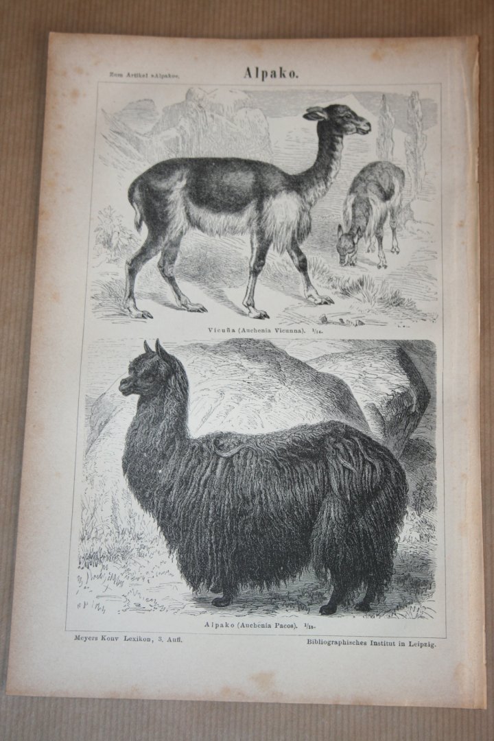  - Antieke prent - Alpaca  - Circa 1875