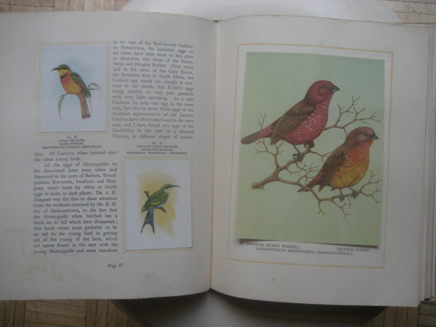 Diverse - Our South African Birds / Ons Suid-Afrikaanse Voëls / 2-talig plaatjesboek