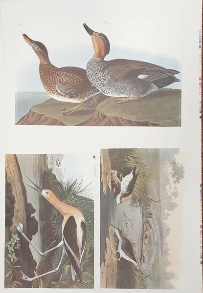AUDUBON, JOHN JAMES. - BIRD SPECIES UNKNOWN but probably the GALLWALL and the AMERICAN AVOCET. Plus one other.  From Audubon's THE BIRDS OF AMERICA. [PROOF PRINT}