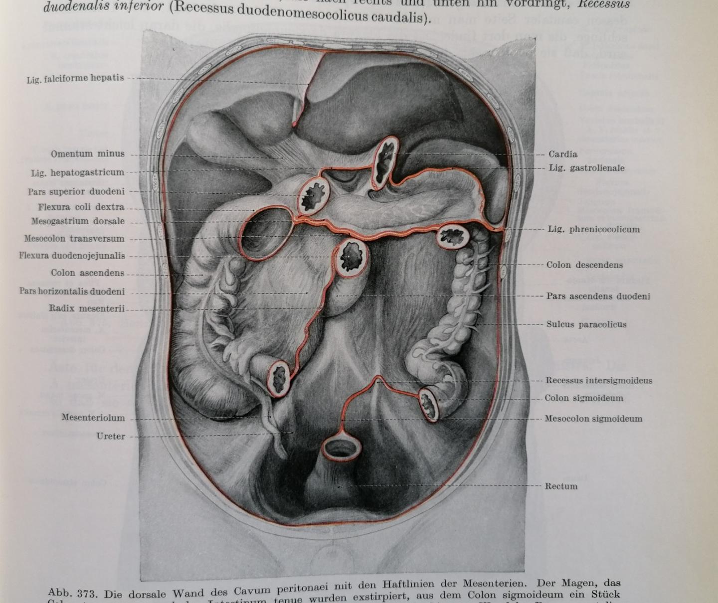 Anton Hafferl - Lehrbuch der topographischen Anatomie