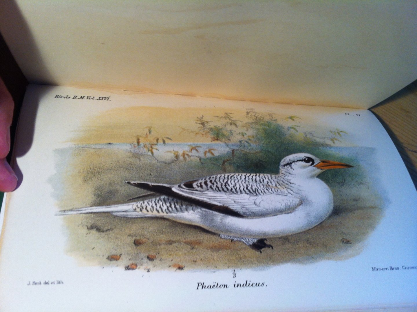 Bowdler-Sharpe, R & WR Ogilvie-Grant - Catalogue of Birds in the British Museum, Vol XXVI, Plataleae, Herodiones, Steganopodes etc