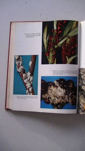 Klots, prof. Dr. Alexander B. / Klots, Elsie B. - De wereld der dieren: INSEKTEN