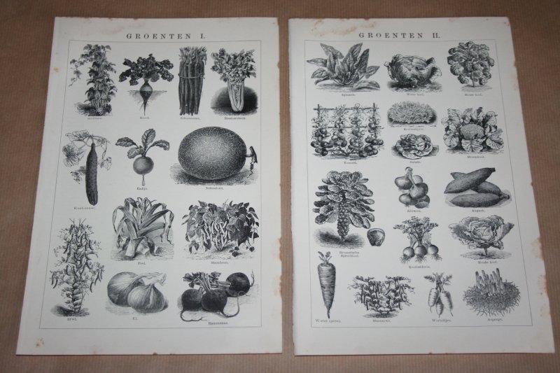  - 2 oude prenten - Oud-Hollandse groenten - circa 1900