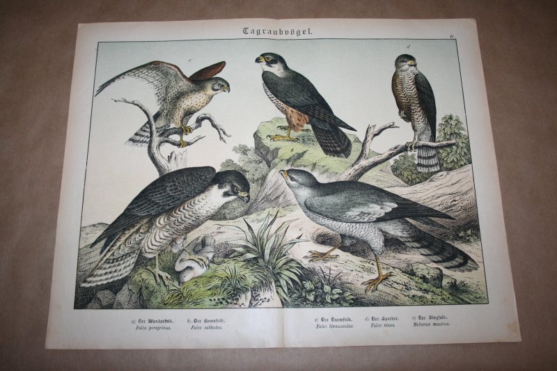  - Antieke kleurenlithografie - Roofvogels - Valken Sperwer e.d.
