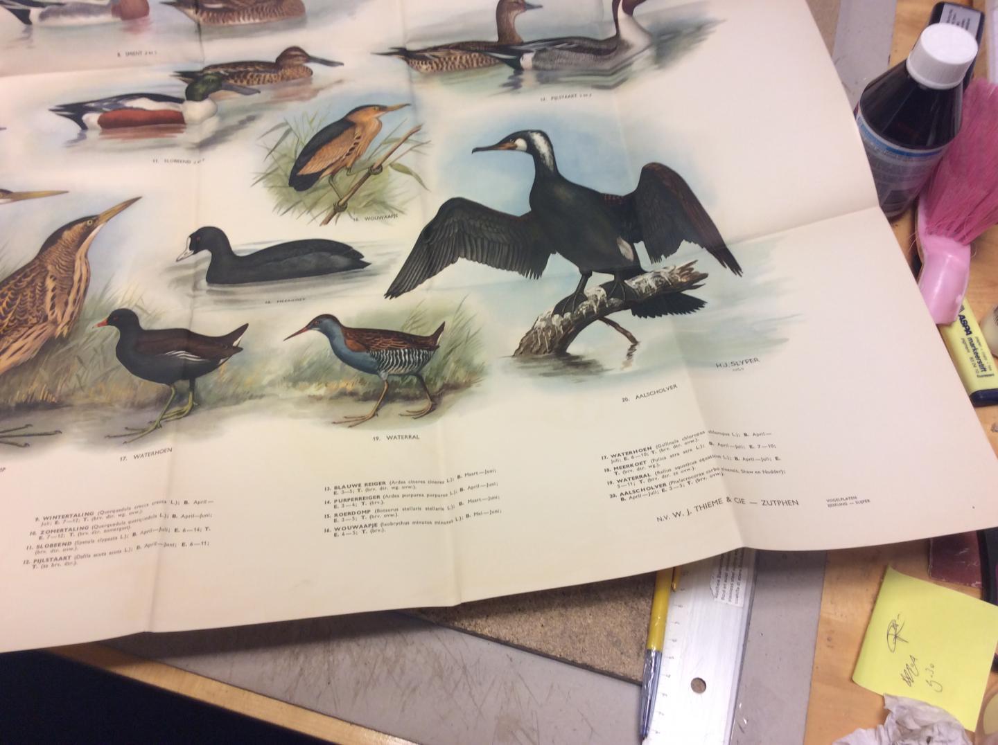 Slijper, H.J. | met een handleiding van dr. M.A. IJsseling - Riet- en watervogels. Afbeeldingen van 25 riet- en watervogels in natuurlijke kleuren geschilderd door H.J. Slijper