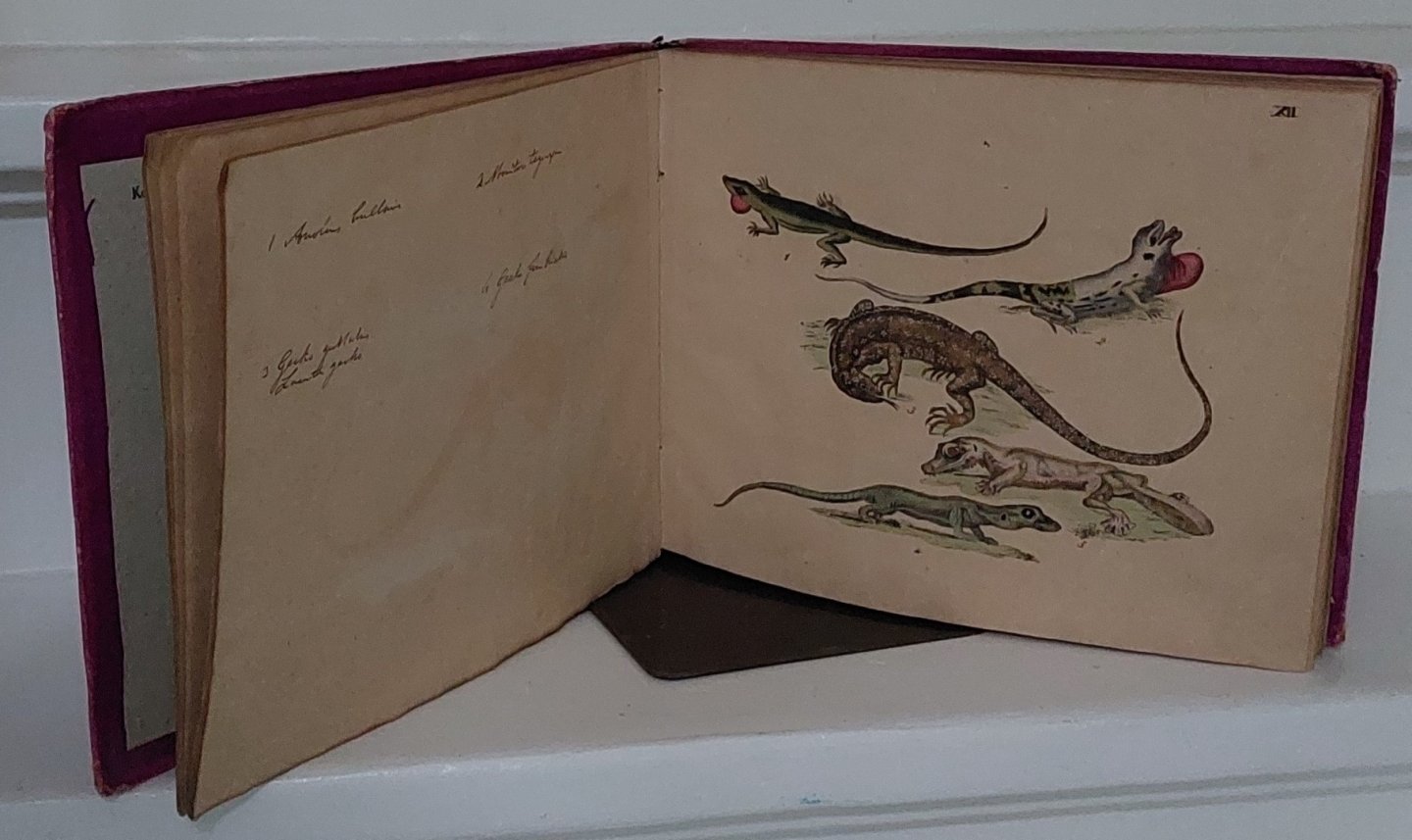 Strack, fried. - Naturgeschichte in Bildern mit erläuterndem Text. 3. Lieferung: Amphibien. 36 Tafeln mit ca. 150 Amphibie  Lithographien