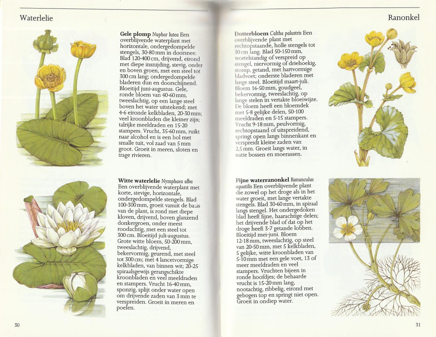 Sutton, David - Wilde bloemen in Europa