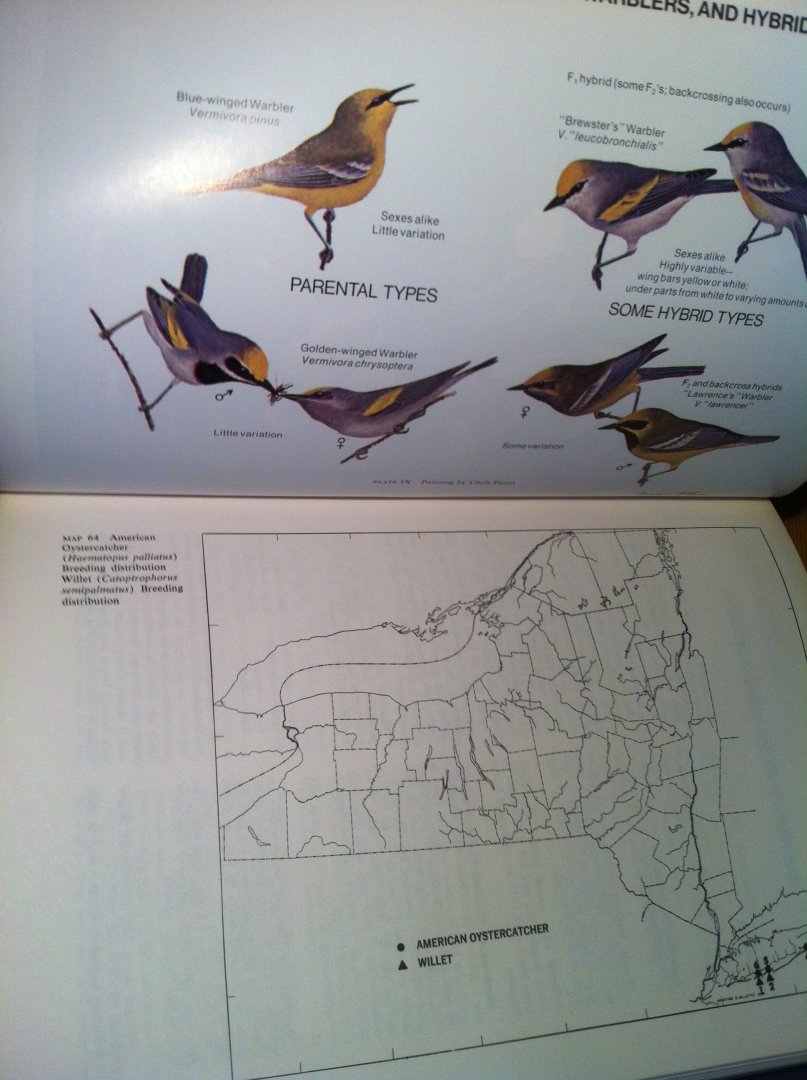 Bull, John - Birds of New York State