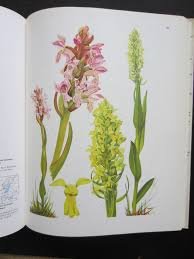 Landwehr - Wilde orchideeën van Europa deel 1 en 2