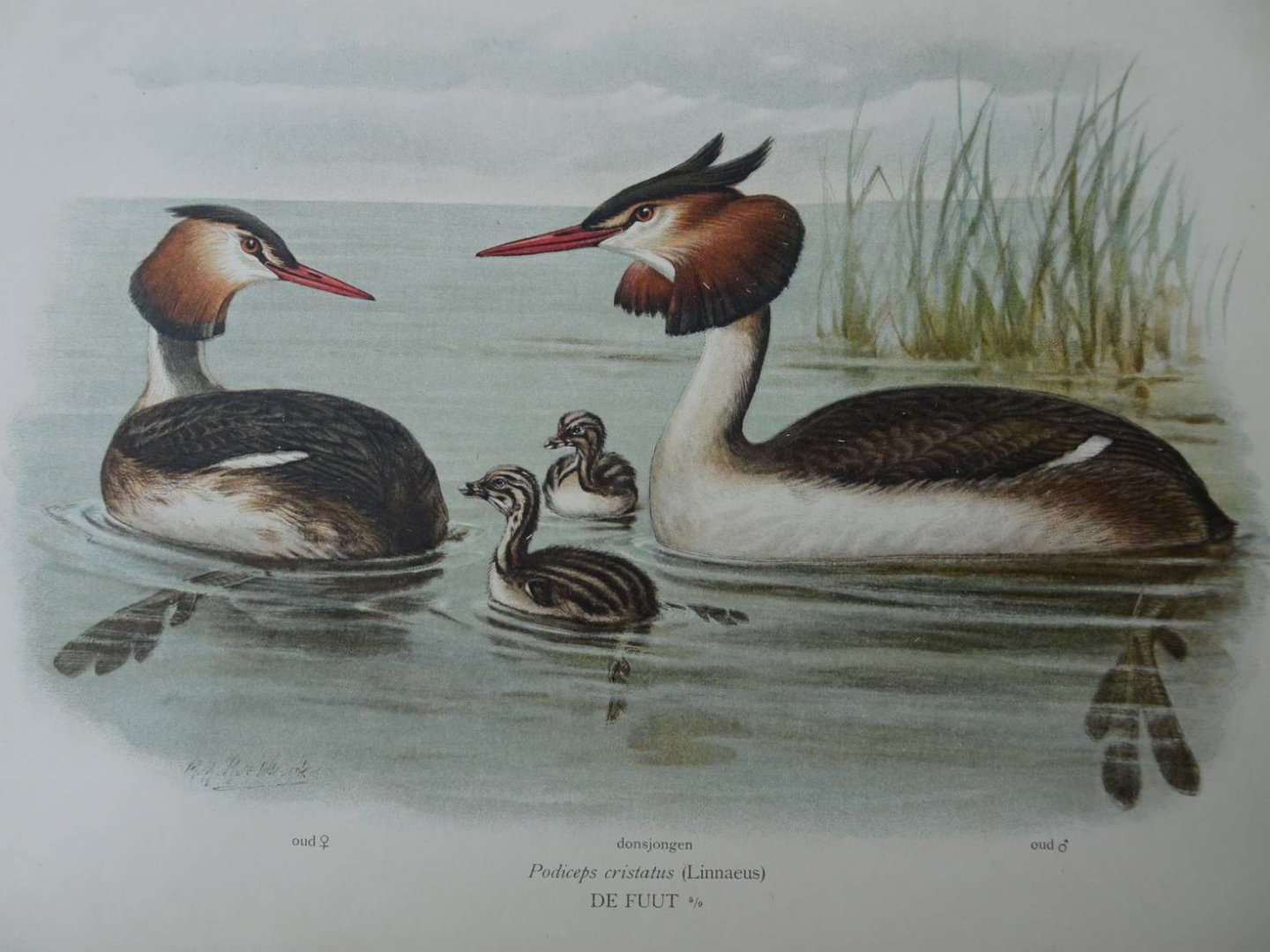 Oort, E.D. van. - Ornithologia Neerlandica. De vogels van Nederland.