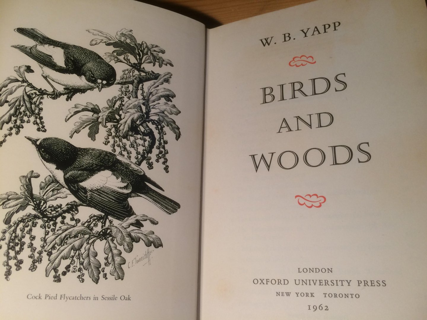 Yapp, WB - Birds and Woods