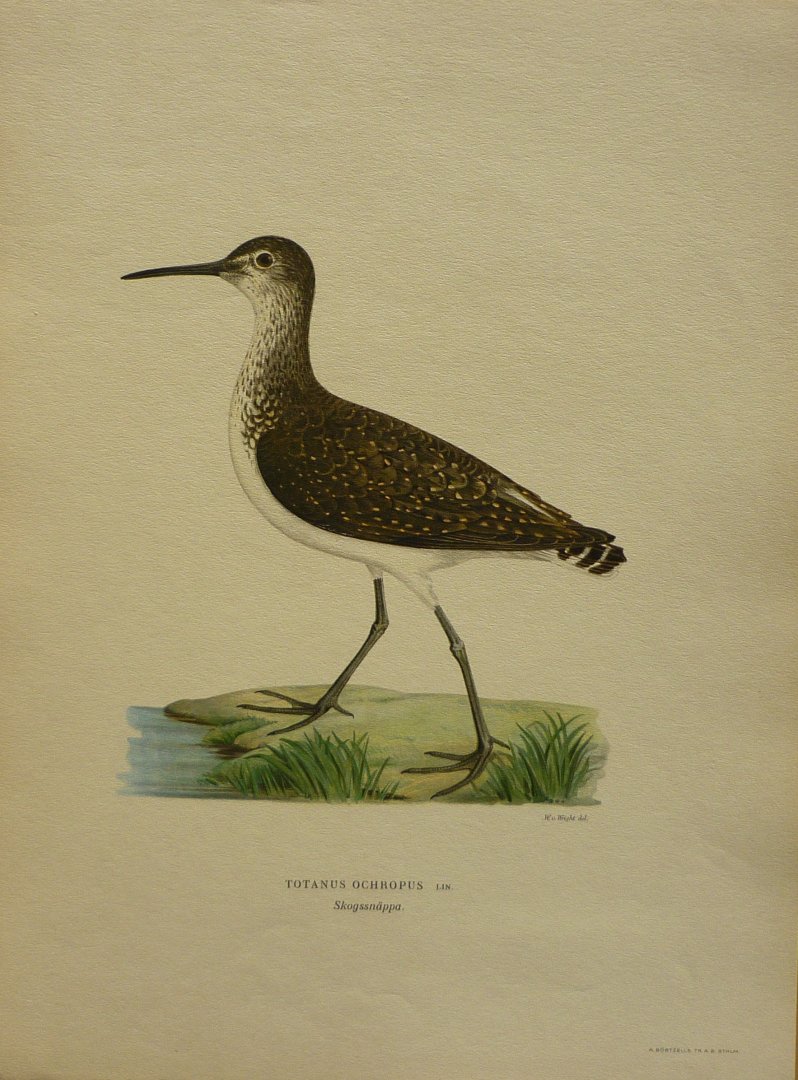Wright, M. W. und F. von - Totanus Ochropus Lin. Originele litho uit Svenska fåglar