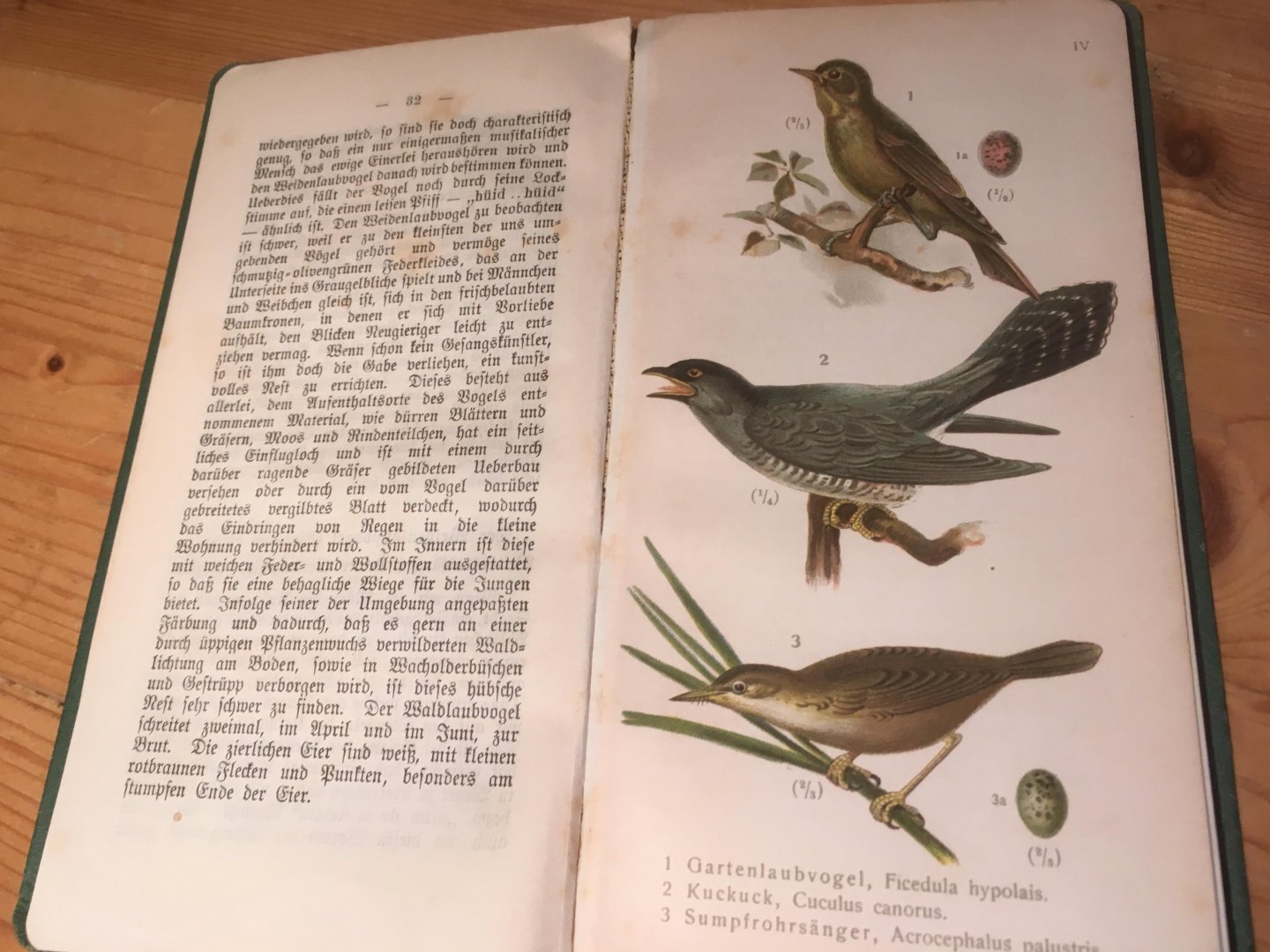 Hermann, Rudolf - Vögel und Vogelstimmen