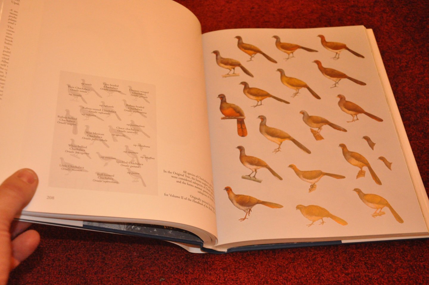 Delacour, Jean / Amadon Dean - Curassows and related birds