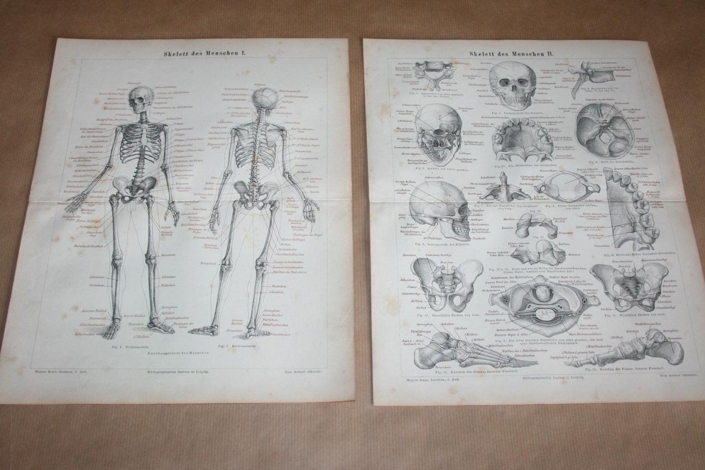  - 2 antieke prenten - Anatomie Skelet / Geraamte van de mens  - Circa 1875
