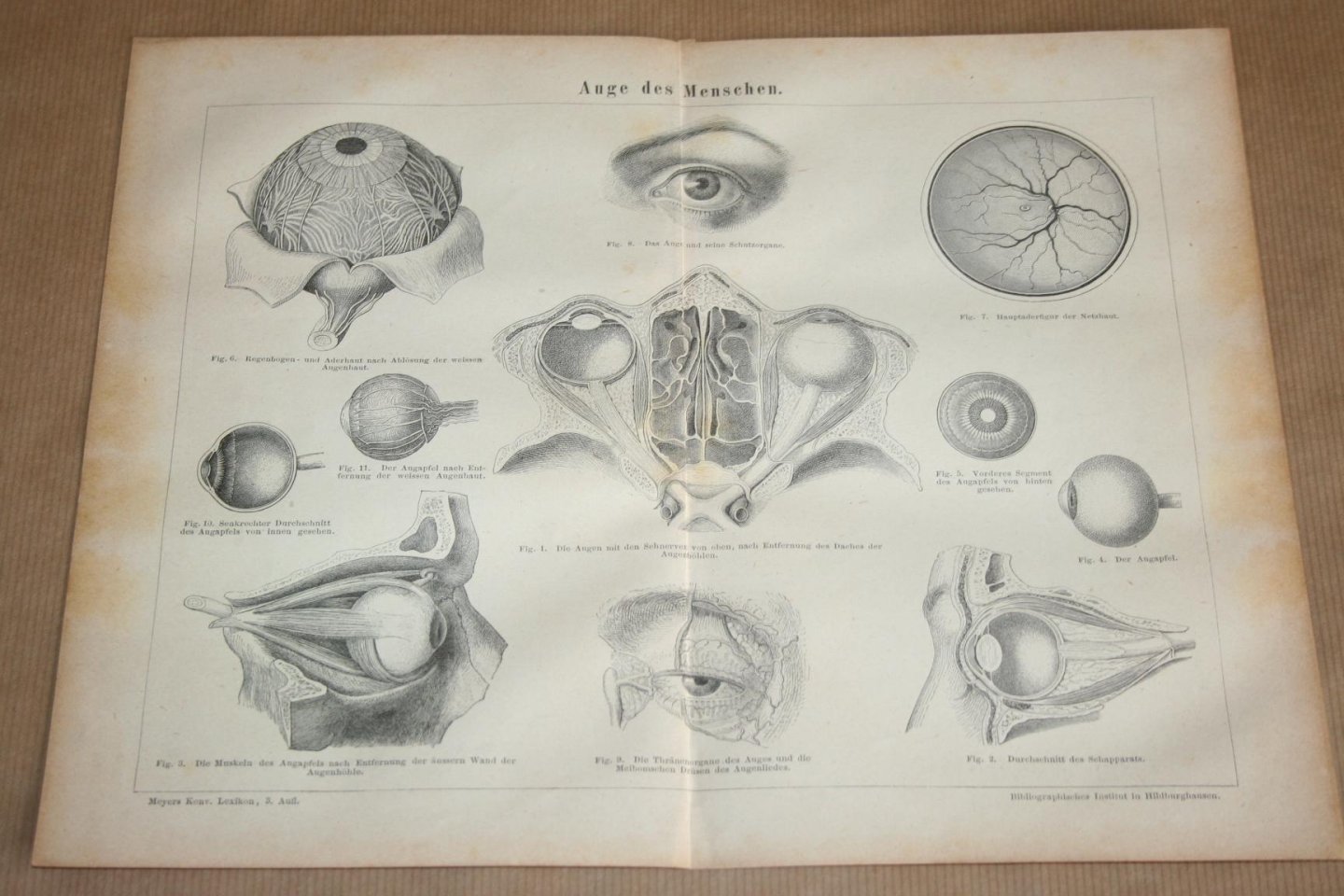  - Antieke prent - Anatomie van de mens - Oog van de mens - Circa 1875