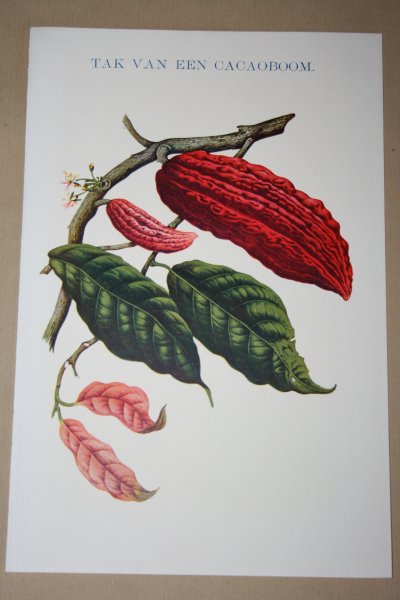  - Antieke kleuren lithografie - Tak van een cacaoboom  - circa 1905
