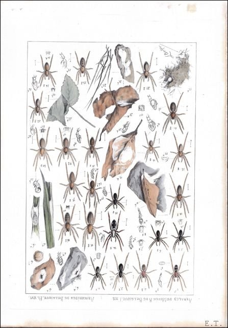 BECKER, LEON - Arachnides de Belgique (Book XII)  Deuxi me et Troisi me Parties. Eresidae,Epeirid ,Uloborid ,Theridionid , Pholcid .- Chernetes,Opiliones.(vol. de texte, vol. de 48 planches).