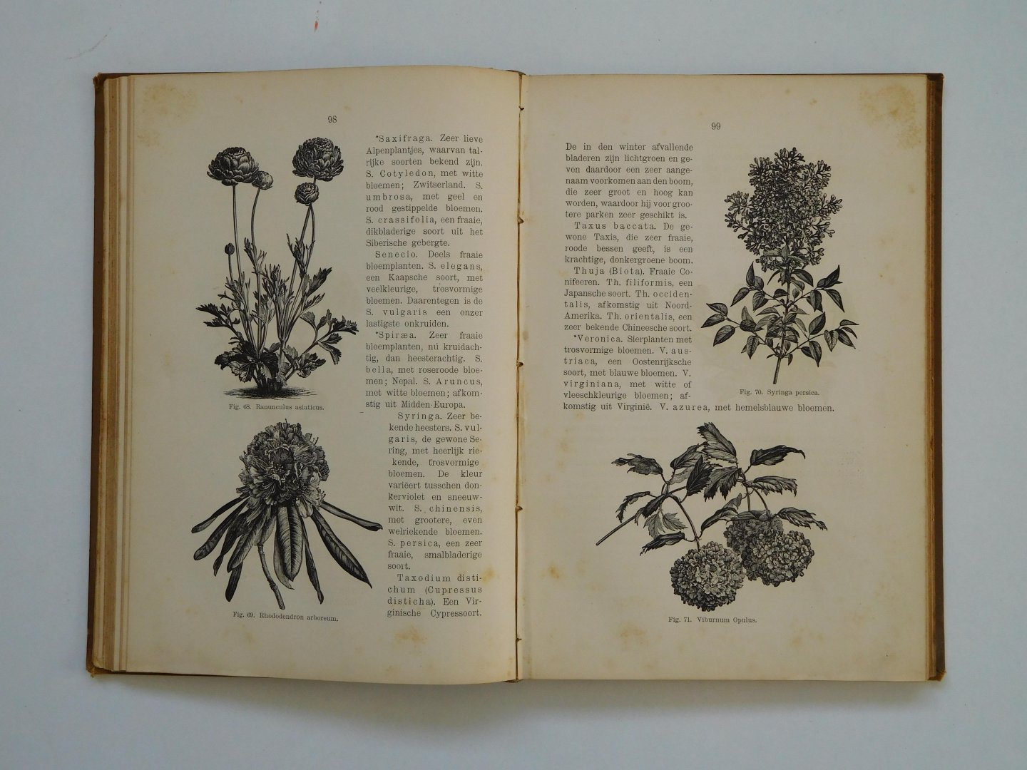 Witte, E.Th. - Handleiding tot het kweeken van planten in huis