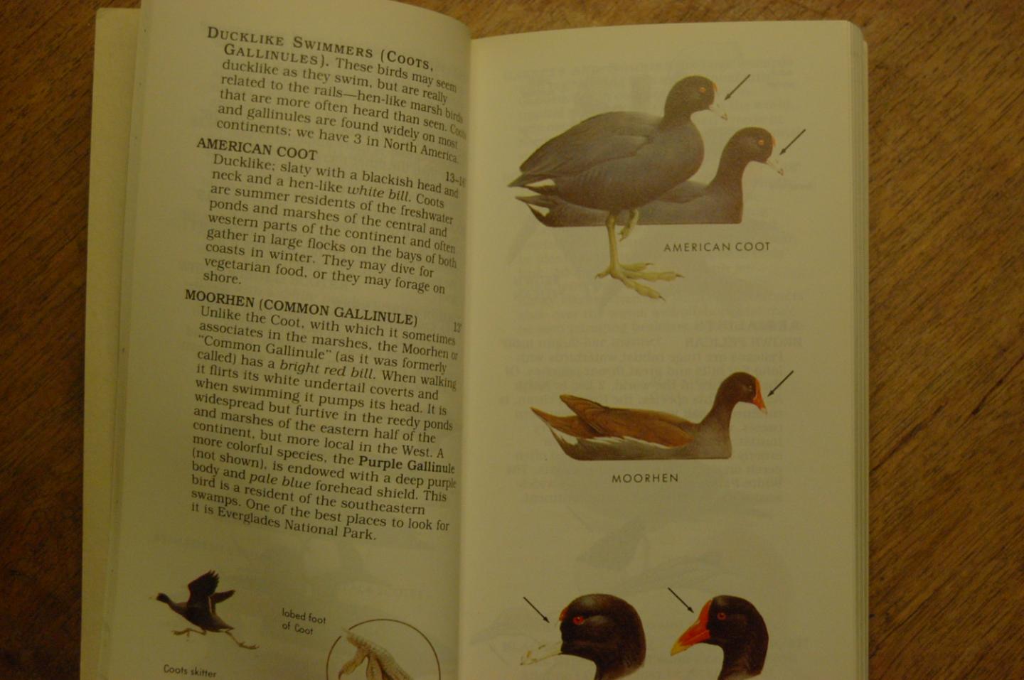 Peterson, Roger Tory - Peterson First Guides: Birds