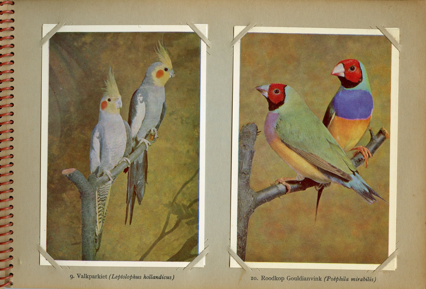 Wigman, A.B. - Vogelpracht in Avifauna. Deel1. Foto`s: Kees v.d. Burg