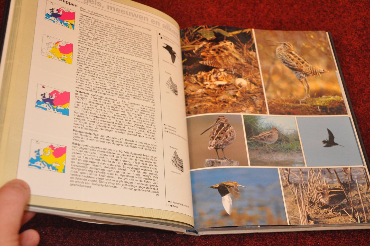 Delin, Hakan / Svensson, Lars - Thieme vogelatlas van de Europese vogels met meer dan 1300 kleurenfoto`s