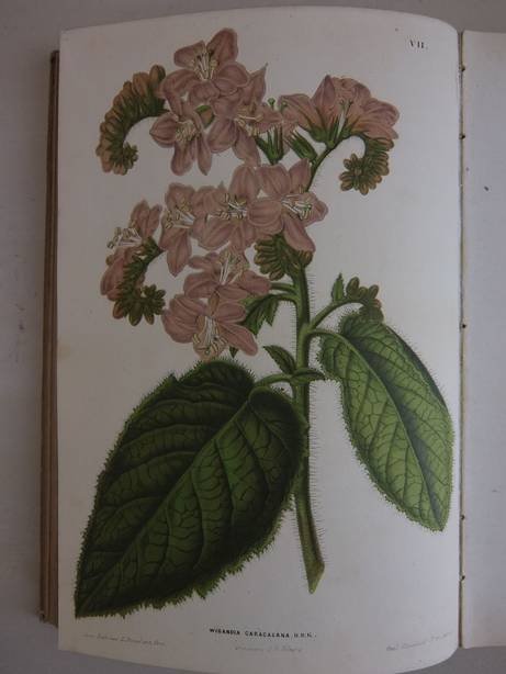 Oudemans, C.A.J.A. (red.). - Neerland's plantentuin. Afbeeldingen en beschrijvingen van sierplanten voor tuin en kamer. Tweede deel.