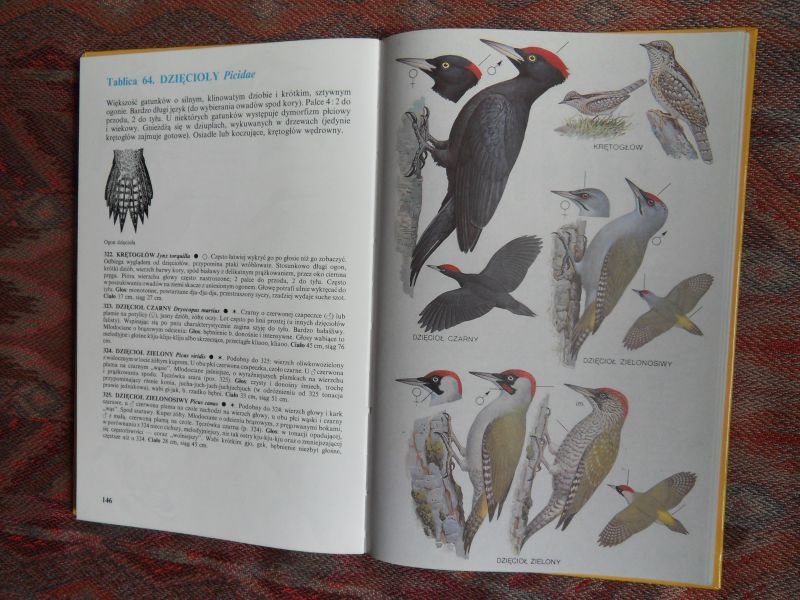 Czarnecki, Zygmunt (e.a.) tekst; Siwek, Wladyslaw (illustraties). - Ptaki Europy. --- 1e druk, 1991. Prachtig gebonden boek over de Europese vogels. In de Poolse taal met de latijnse naam voor de vogels. Verdeeld over 96 hoofdstukken met meer dan duizend afb. in kleur van vogels in rust en in vlucht. 228 pp.