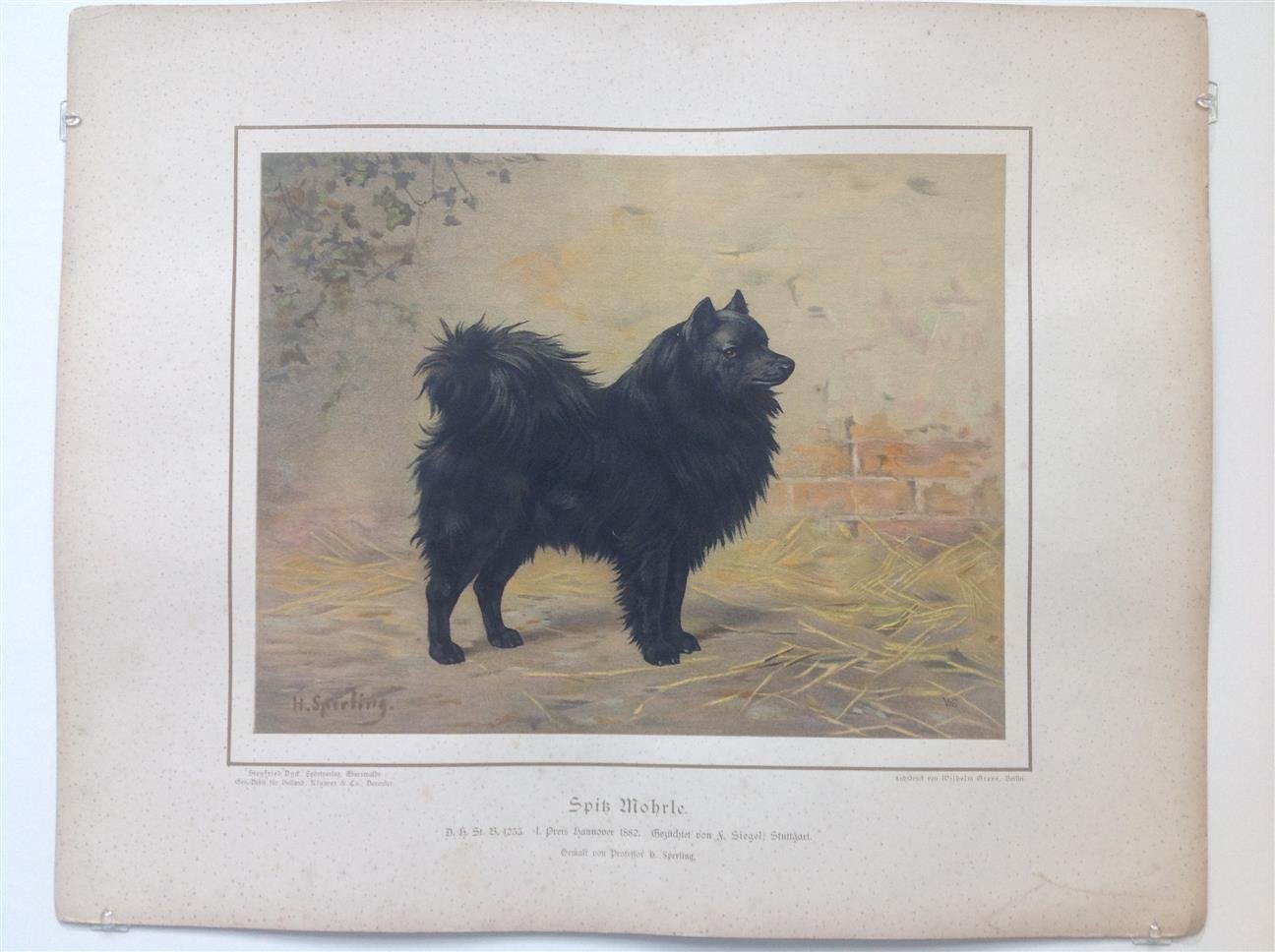 H. Sperling - lithograaf : Wilhelm Greve - (DECORATIEVE PRENT,  LITHO - DECORATIVE PRINT, LITHOGRAPH -) Rashond - Schipperke / Black Spitz Dog