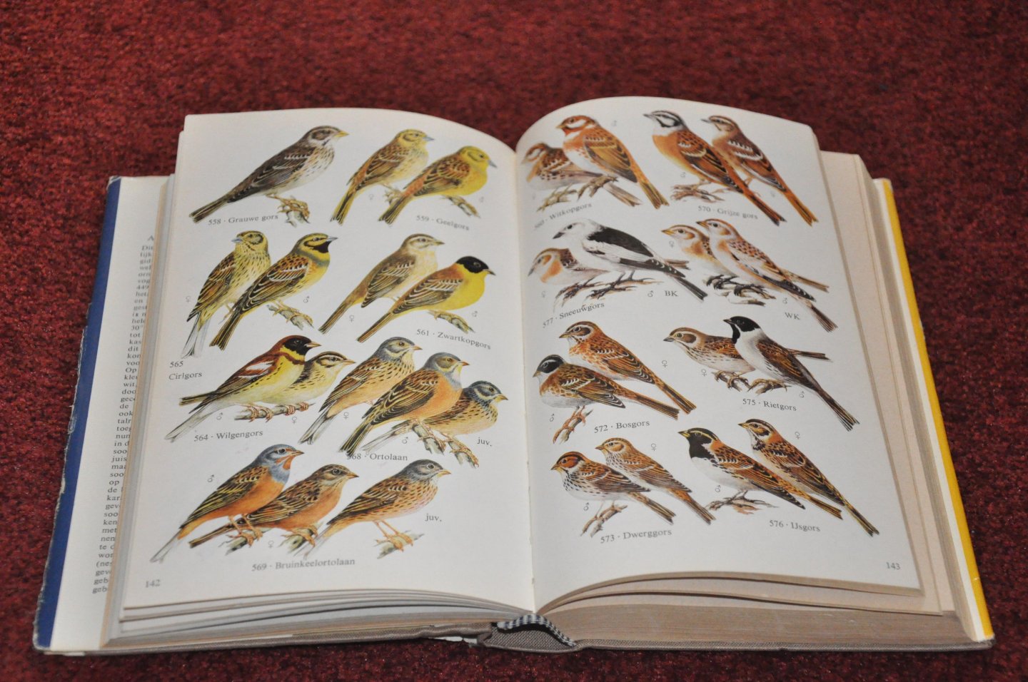 Makatsch, W. - Thieme`s handboek voor alle Europese vogels