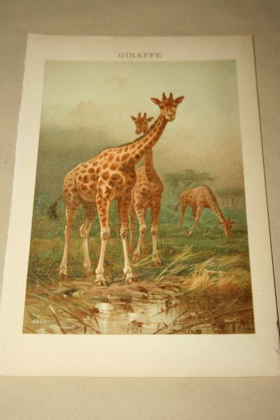 - Antieke kleuren lithografie - Giraffe - circa 1905