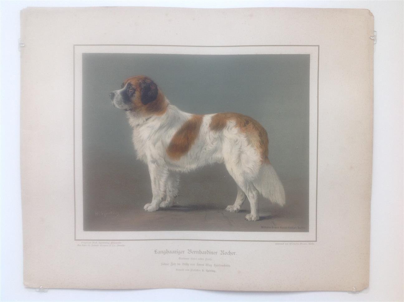 H. Sperling - lithograaf : Wilhelm Greve - (DECORATIEVE PRENT,  LITHO - DECORATIVE PRINT, LITHOGRAPH -) Rashond - Sint-bernards hond / Bernardiner Dog