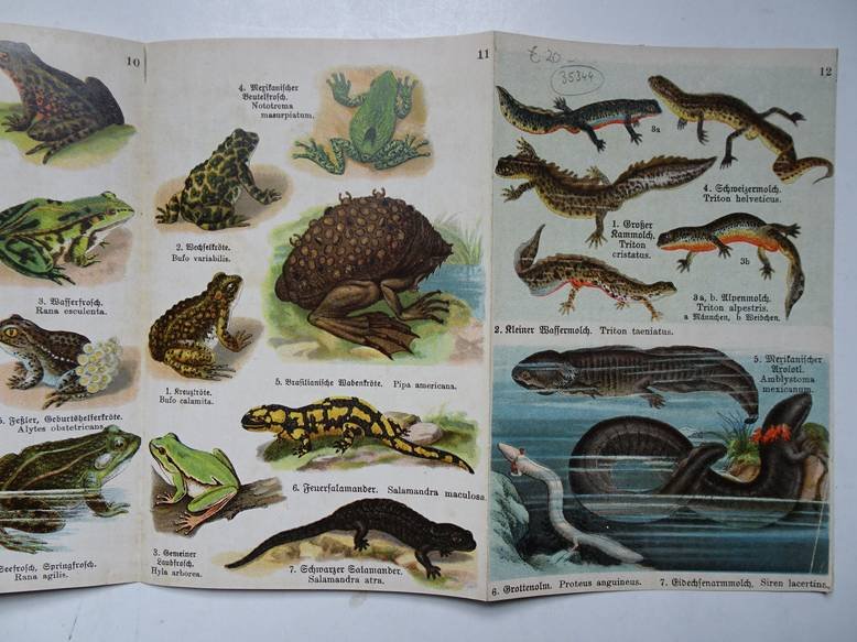 (Schreiber). - Schreibers kleiner Atlas. Kriechtiere und Lurche. 12 feine Farbendrucktafeln mit 59 naturgetreuen Abbildungen nebst 24 Seiten erläuterndem Text von Walter Geppert.