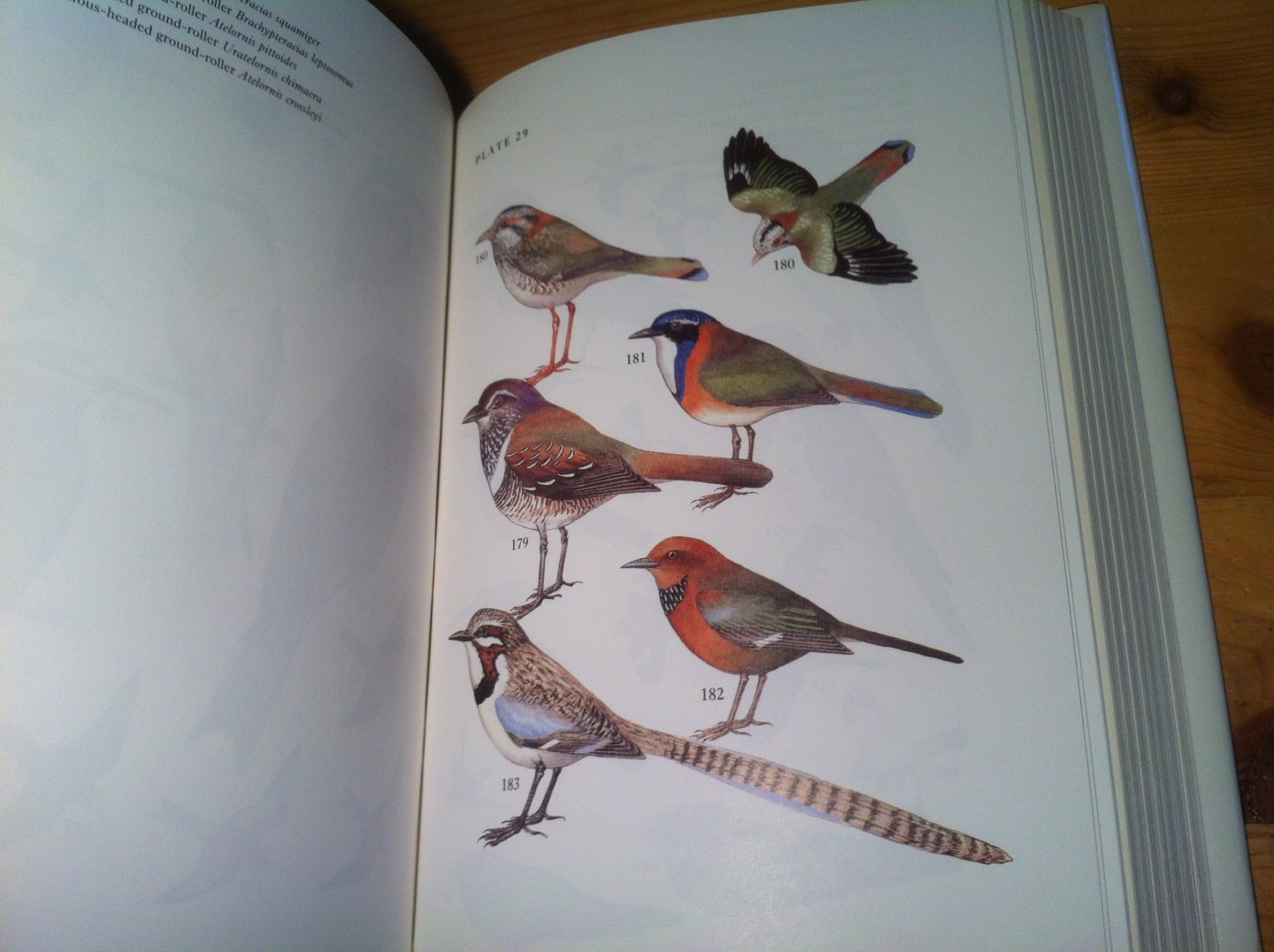 Langrand, O & V Bretagnolle - Guide to the Birds of Madagascar