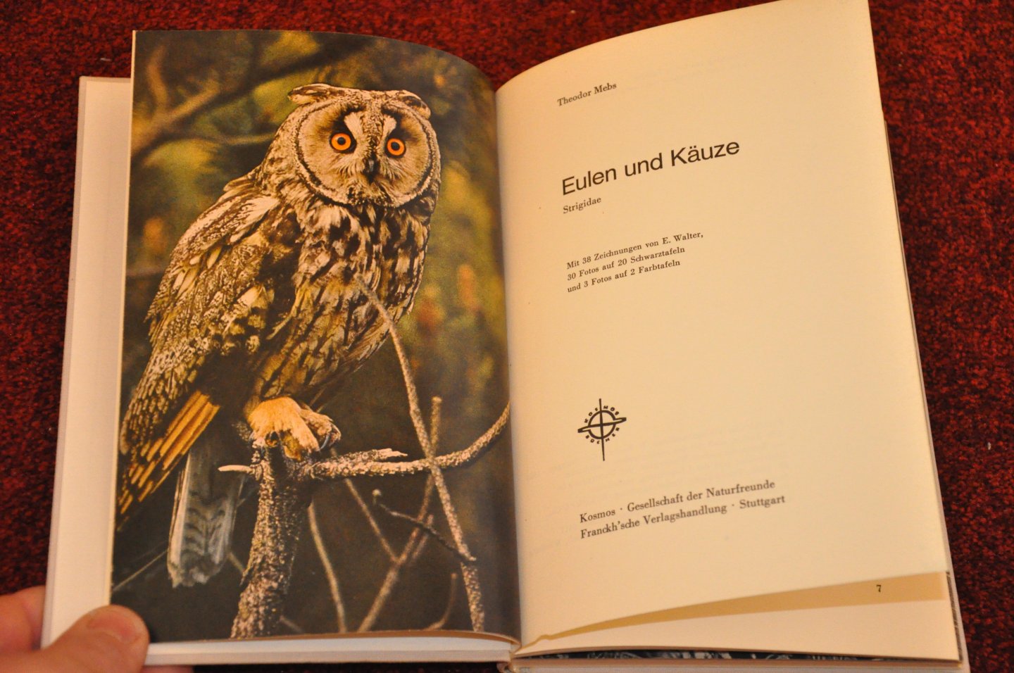 Mebs, Theodor - Eulen und Käuze Strigidae
