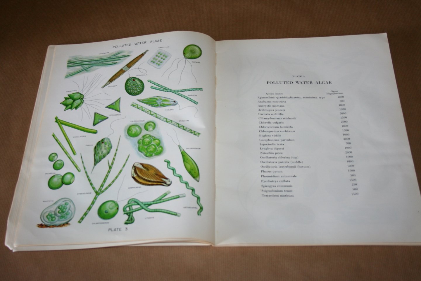 C. Mervin Palmer - Algae in water supplies -- An illustrated manual on the identification, significance and control of Algae in water supplies