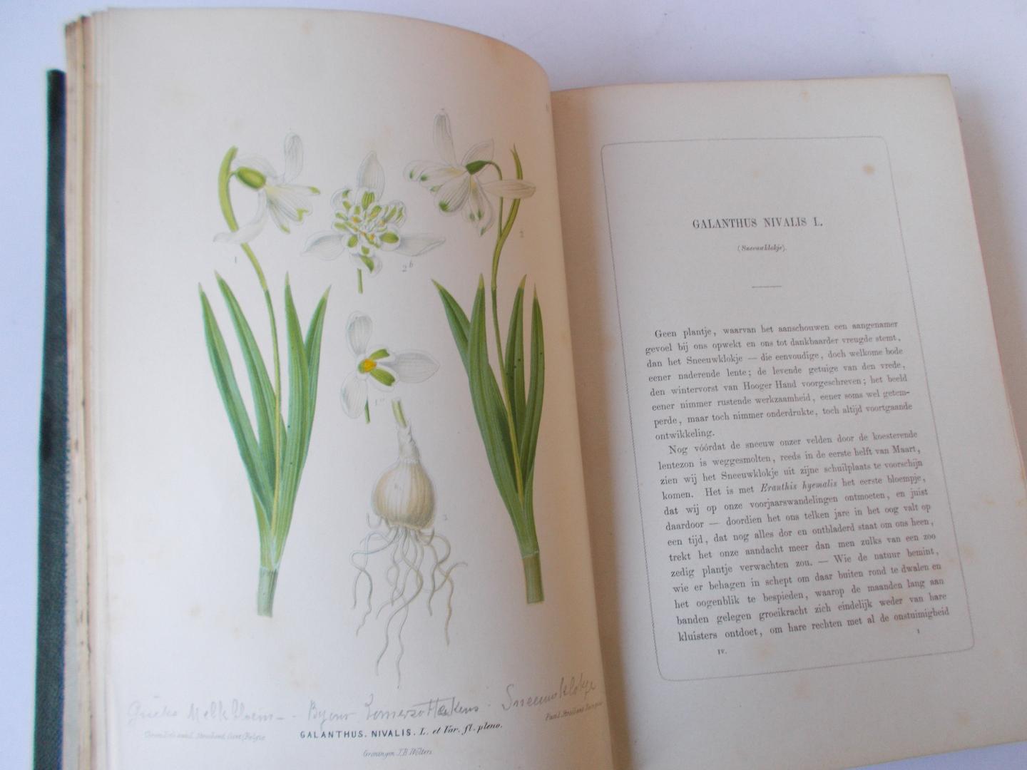 Oudemans, C.A.J.A. - Neerland's Plantentuin. Afbeeldingen van sierplanten voor tuin en kamer - 1865 deel 1, 2 en 3 / Fraaie zeldzame set in uniforme banden, prachtige gave kleuren litho's.
