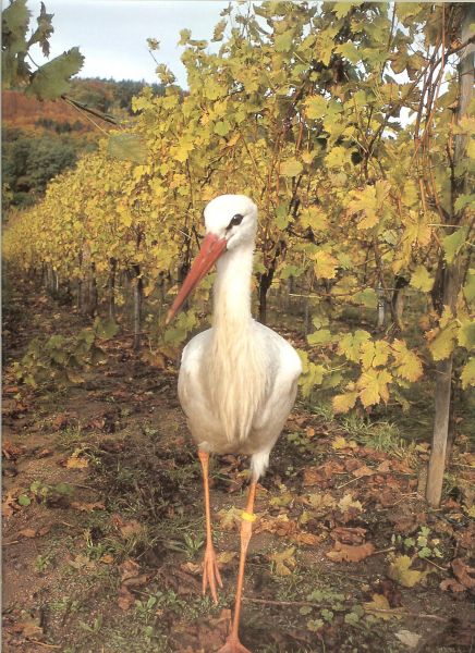 Perrin Mongibeaux Co-auteur: Jean-François Mongibeaux met Illustraties van M..Simonet  ..Jacques Perrin, Sabine van Humbeeck, Jean-François Mongibeaux - De Grote Trek Der Vogels