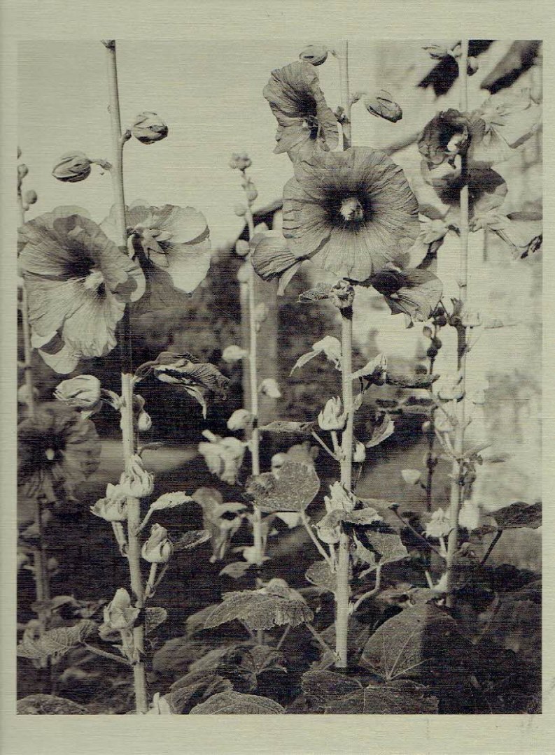 NIXON, Nicholas - Nicholas Nixon - Closing the Distance. - [New].