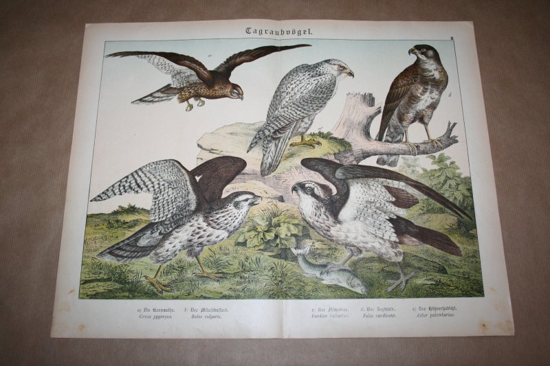  - Antieke kleurenlithografie - Roofvogels - Visarend Jachtvalk  Havik e.d.