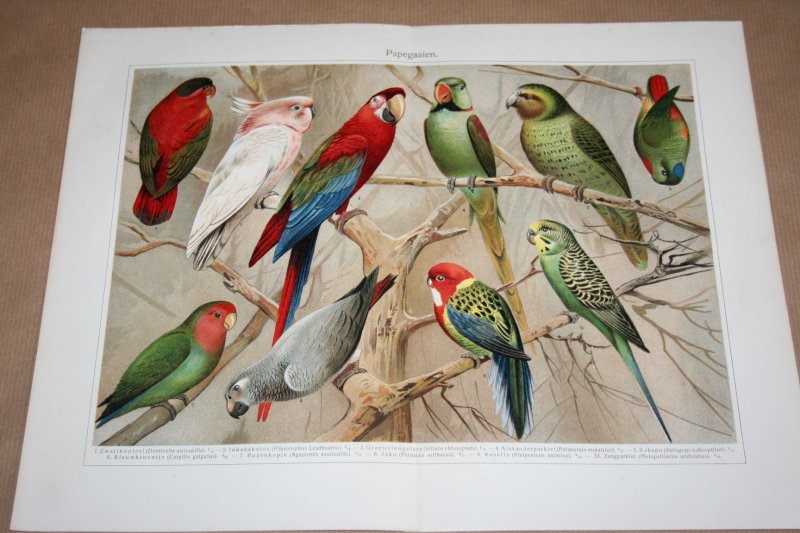  - Antieke kleuren lithografie - Papegaaien - circa 1905
