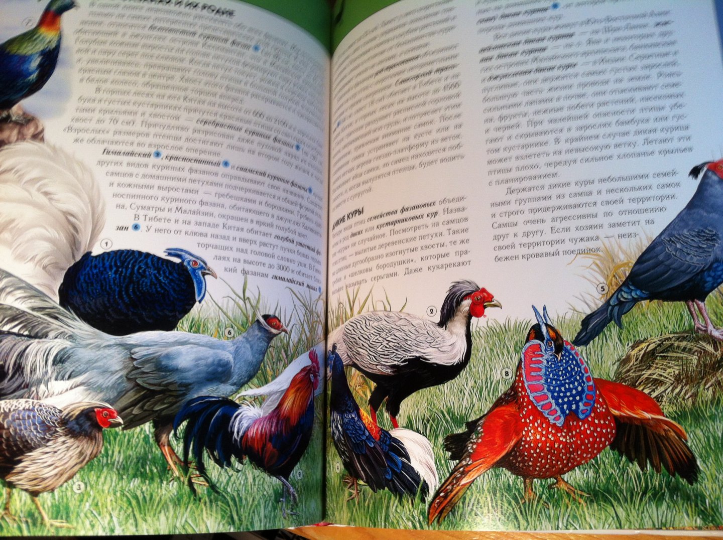 Schrijver - Vogel van de Wereld (in het Russisch)