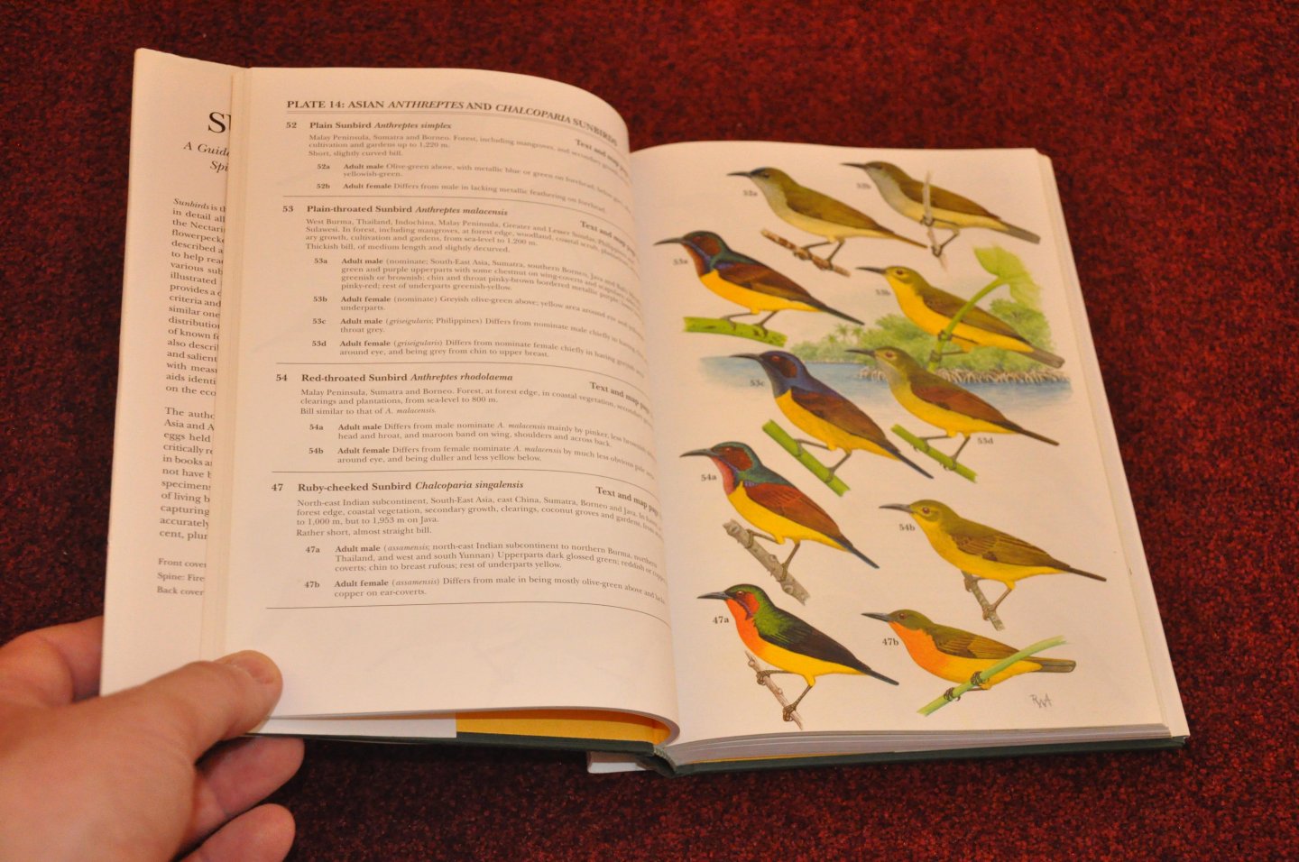Cheke, Robert A. / Mann, Clive F. / Allen, Richard - Sunbirds. A guide to the Sunbirds, Flowerpeckers, Spiderhunters and Sugarbirds of the World