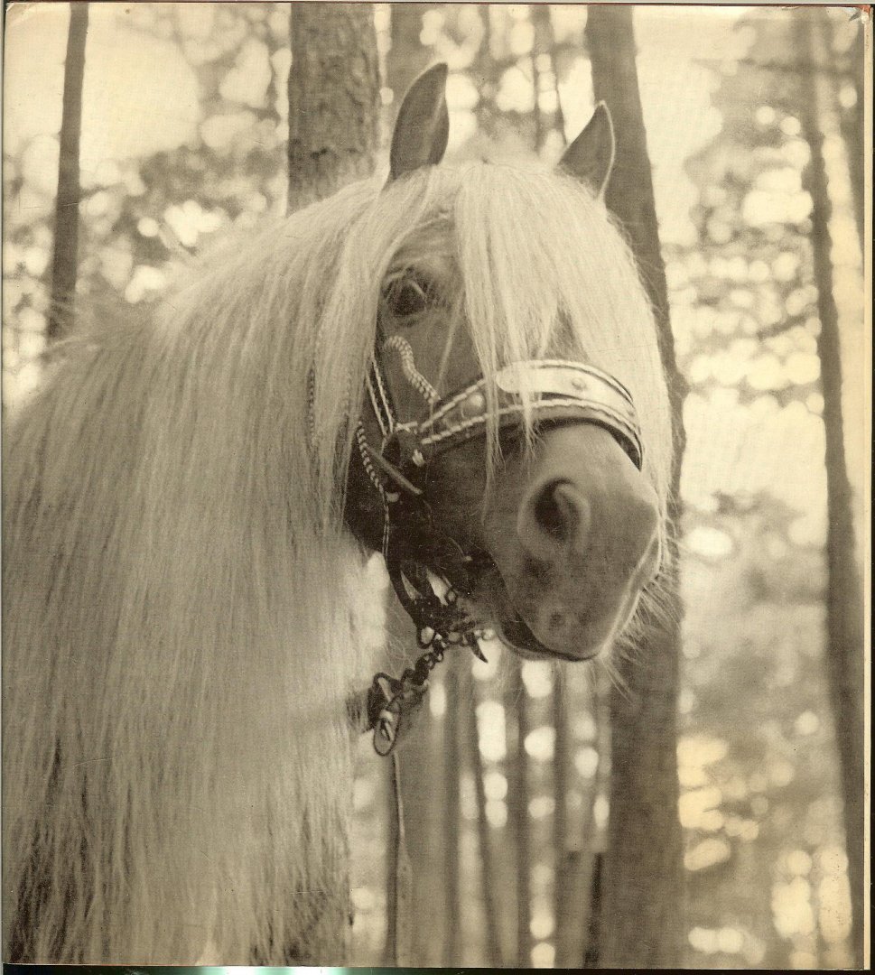 Guttmann, Ursula .. Mit 113 Foto's - Haflinger im Originalzuchtgebiet Sudtirol